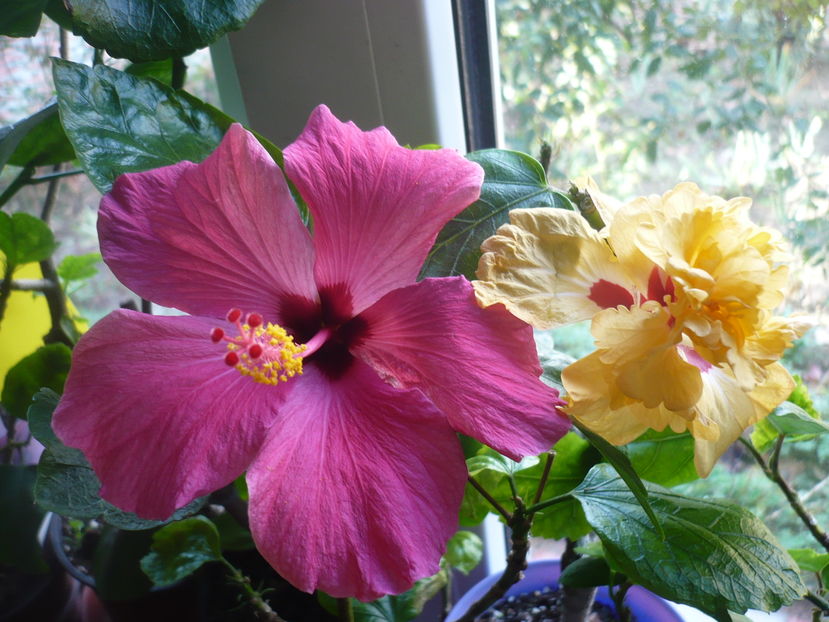 P1300649 - HIBISCUSI 2016-7