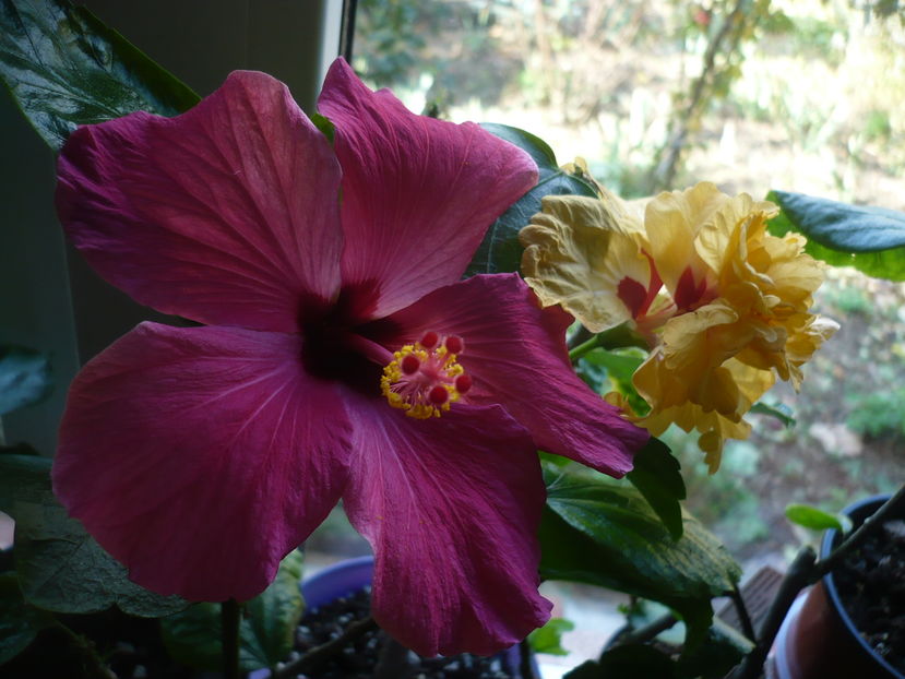 P1300650 - HIBISCUSI 2016-7