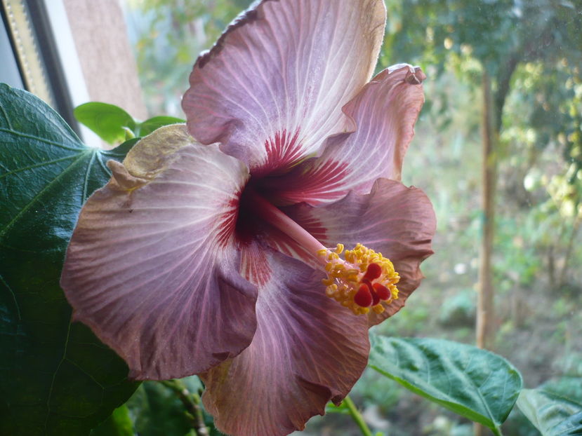 P1300651 - HIBISCUSI 2016-7