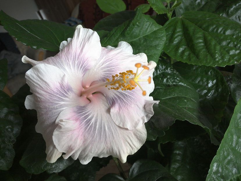 Tahitian Princess - 0Hibiscus in colectie infloriti