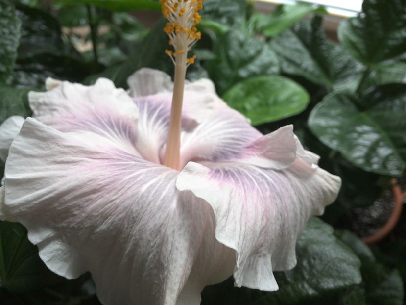 Tahitian Princess - 0Hibiscus in colectie infloriti