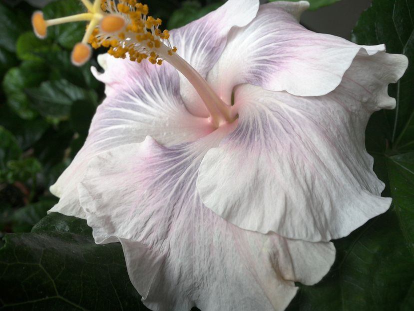 Tahitian Princess - 0Hibiscus in colectie infloriti