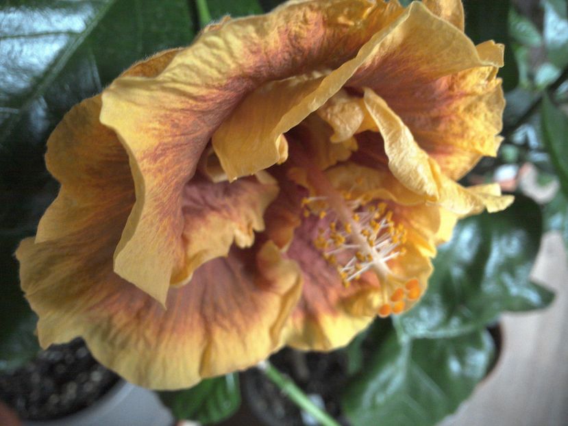 Voodoo Magic - 0Hibiscus in colectie infloriti