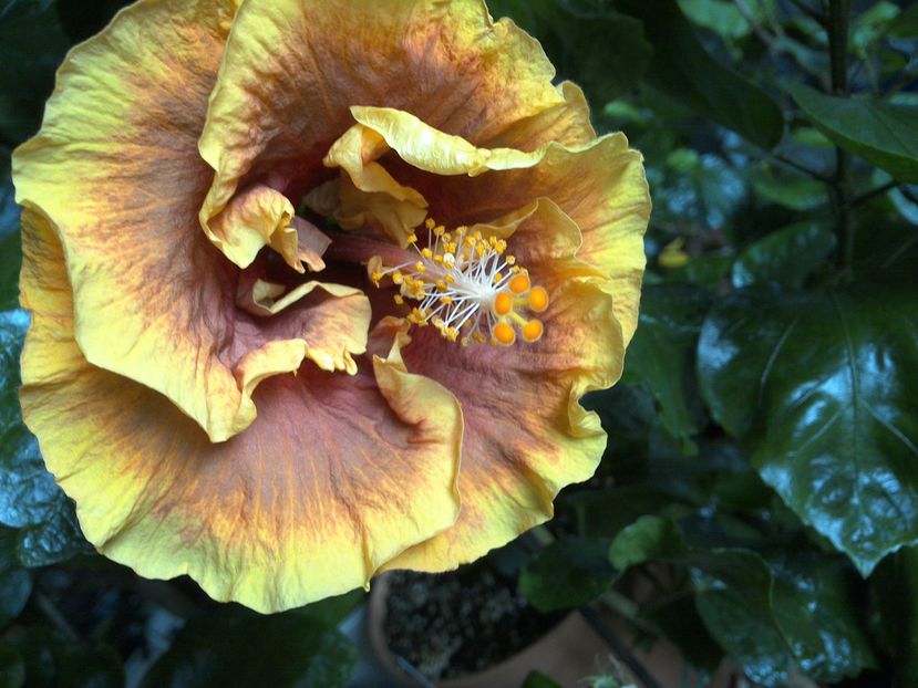 WIN_20161105_105054 - 0Hibiscus in colectie infloriti