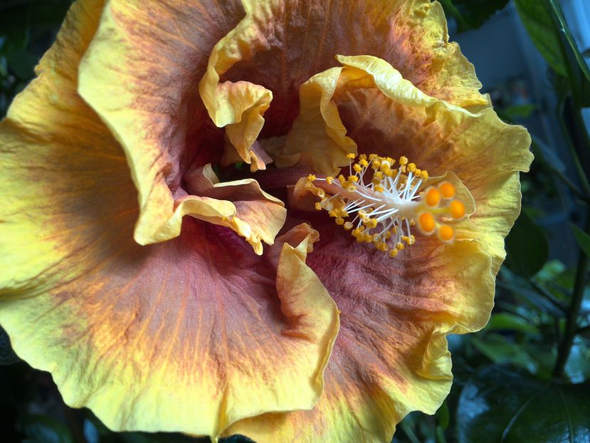 Voodoo Magic - 0Hibiscus in colectie infloriti
