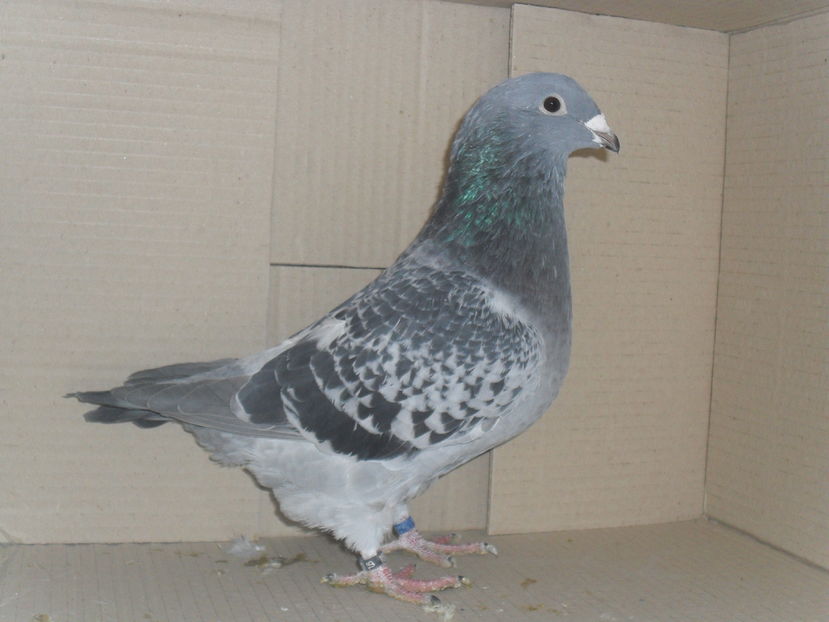 vandut