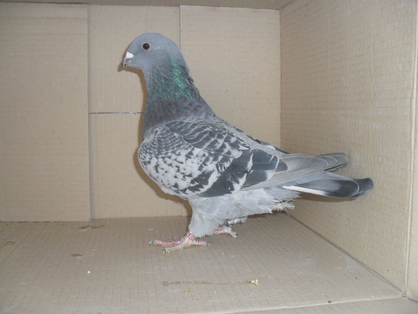 vanduta