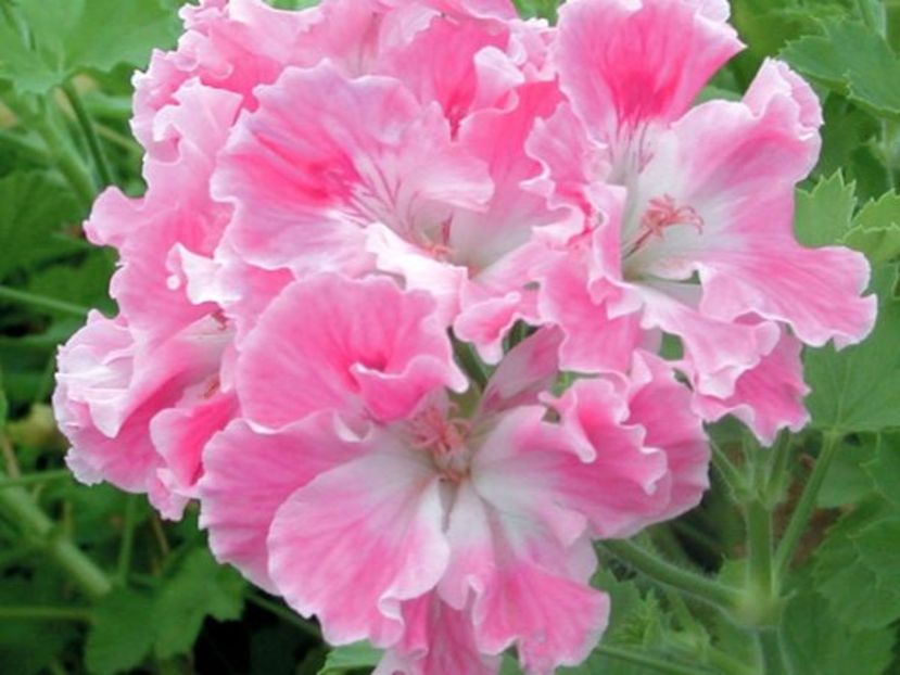 63db9a3c8713c07635ca952efad0ae4d