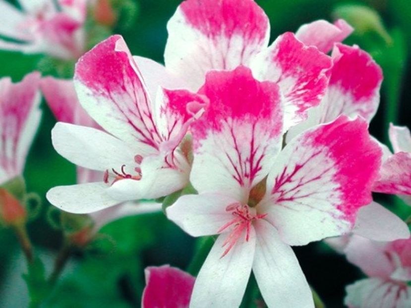 ang-fairy-orchid-0_1024x1024
