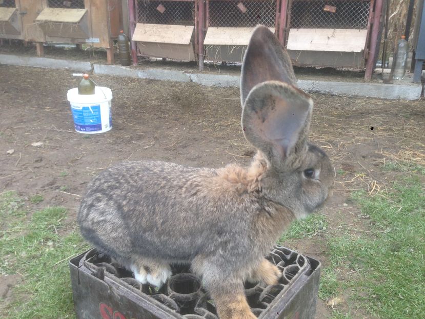  - A-IEPURI  URIAS GERMAN