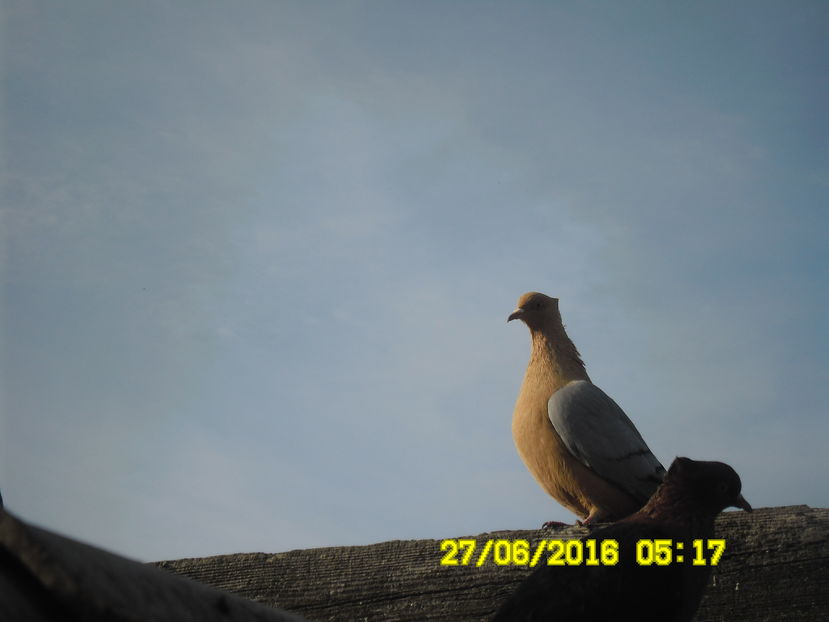auriu luminos din varful motului pana-n cloaca