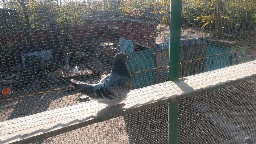 fata 2016; fata 2016
