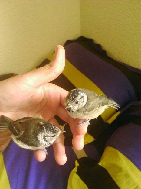 IMG-20140603-WA0009 - Amintiri