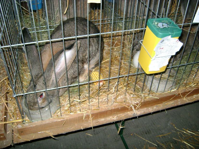  - 14--- expozitie kikinda 04 11 2016