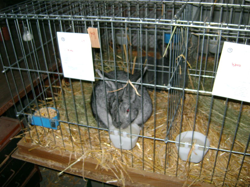  - 14--- expozitie kikinda 04 11 2016