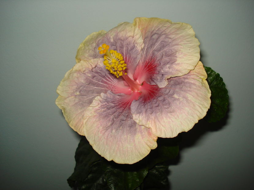 05.11.2016 - Hibiscus Barry Schlueter