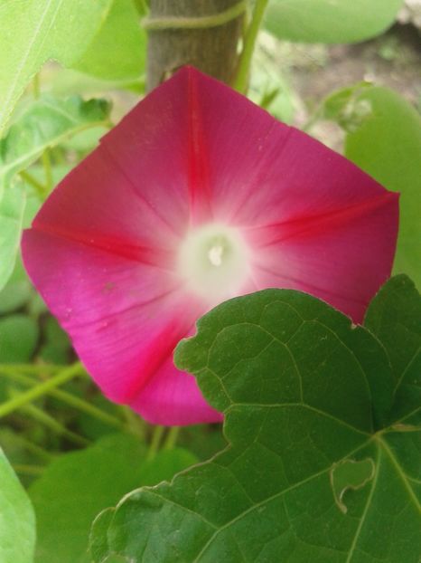  - diverse flori