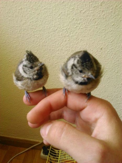 IMG-20140603-WA0000 - Amintiri