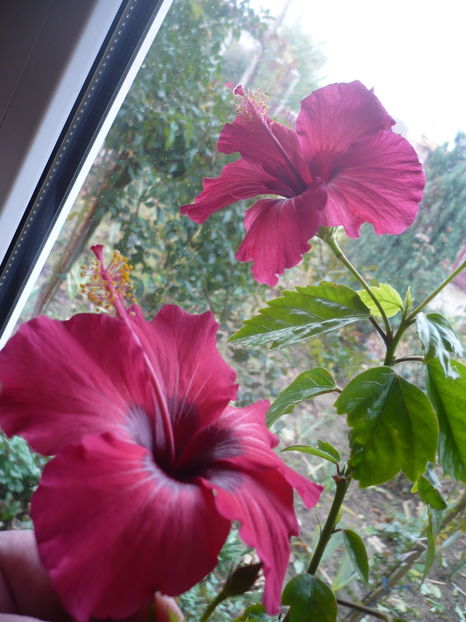 06.11.2016 - HIBISCUSI 2016-7