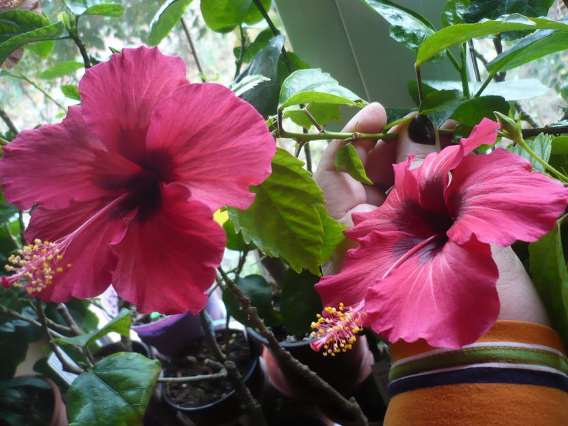 P1300652 - HIBISCUSI 2016-7