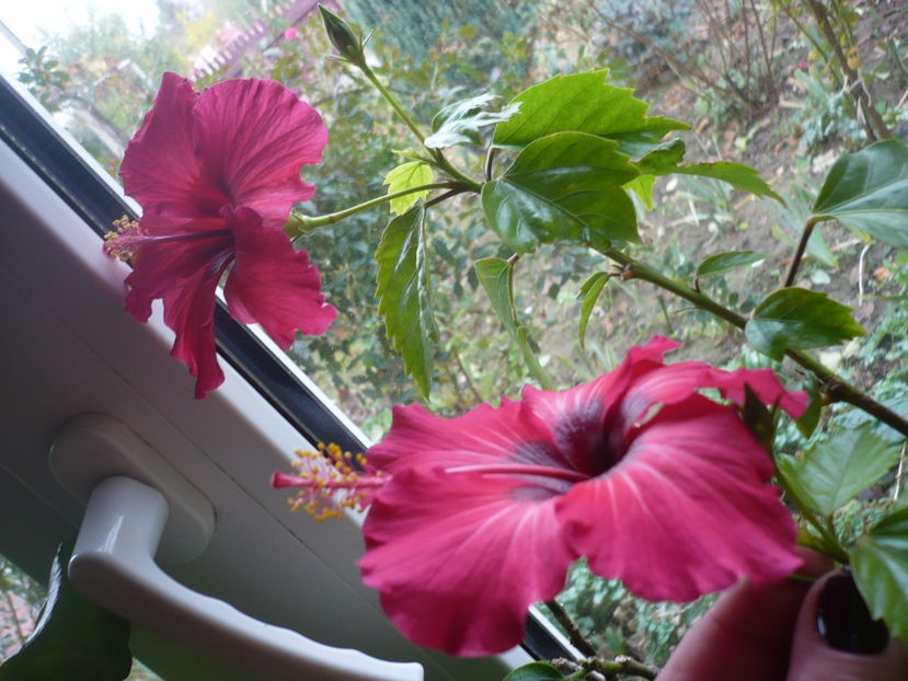 P1300653 - HIBISCUSI 2016-7