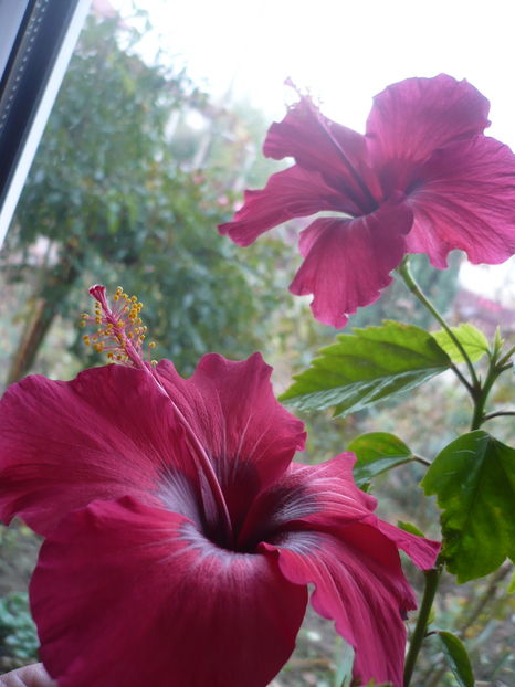 P1300657 - HIBISCUSI 2016-7