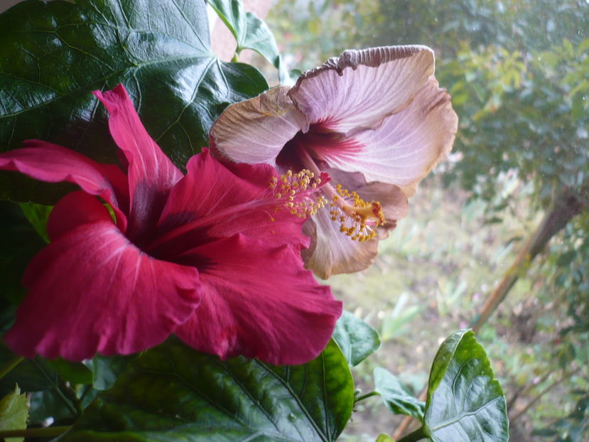 P1300658 - HIBISCUSI 2016-7