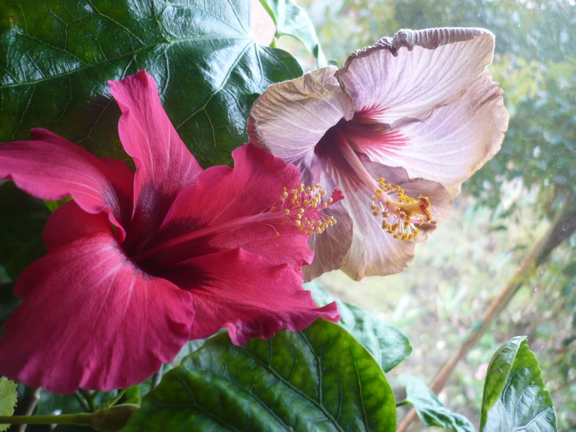 P1300659 - HIBISCUSI 2016-7