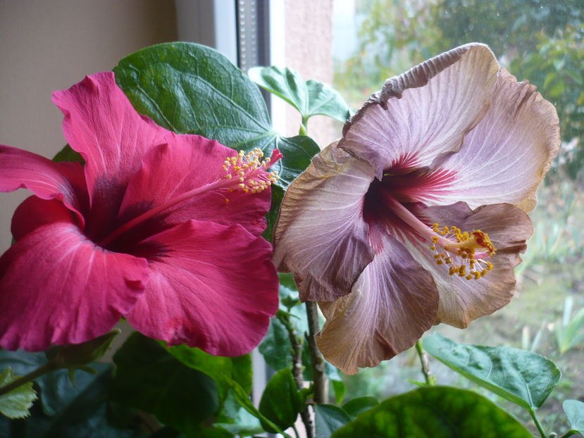 P1300661 - HIBISCUSI 2016-7