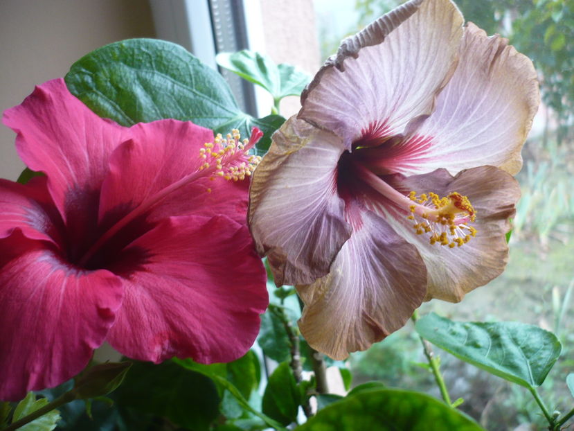 P1300662 - HIBISCUSI 2016-7