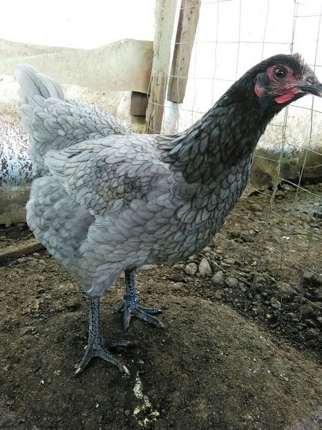 IMG-20161105-WA0007 - Jersey si Australorp 2016