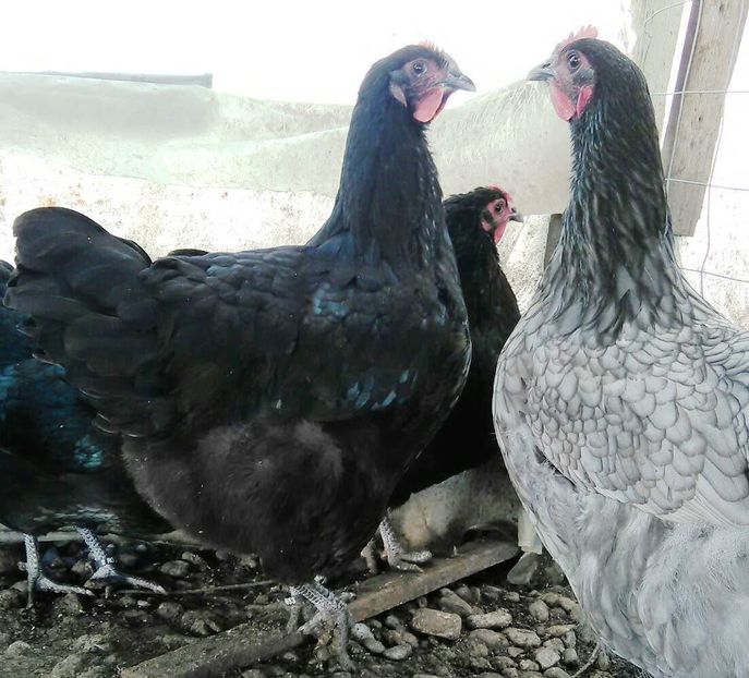 IMG-20161105-WA0020 - Jersey si Australorp 2016