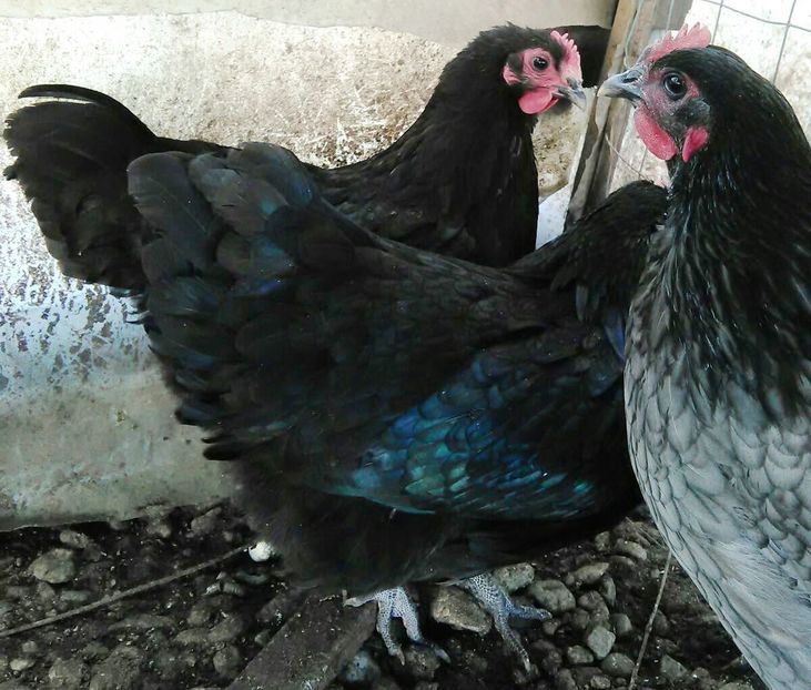 IMG-20161105-WA0021 - Jersey si Australorp 2016