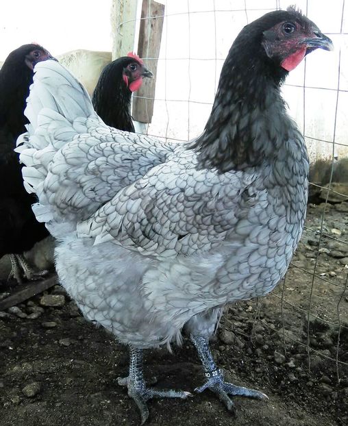 IMG-20161105-WA0024 - Jersey si Australorp 2016