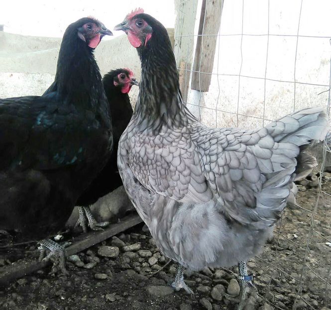 IMG-20161105-WA0023 - Jersey si Australorp 2016