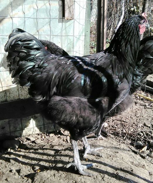 IMG-20161105-WA0045 - Jersey si Australorp 2016