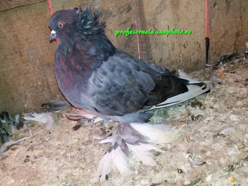 Vândut lui Andrei Drăgoi(AB) - Porumbei VÂNDUȚI