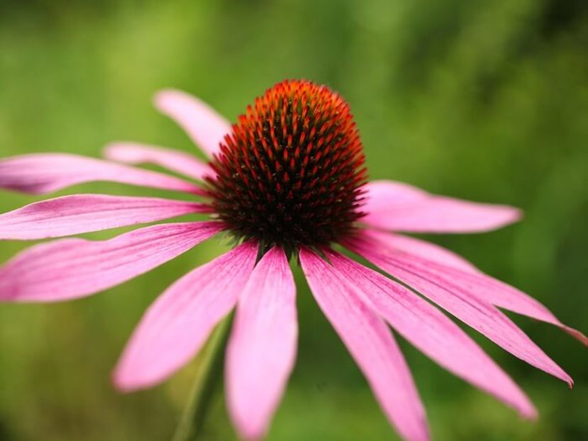 Echinacea_purpurea - Echinacea purpurea