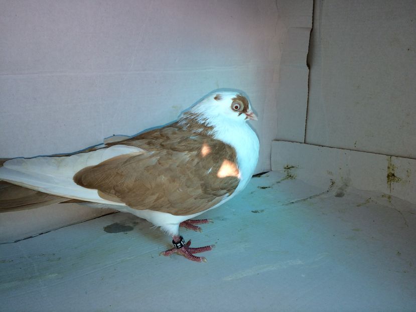 12170  femelă  2016