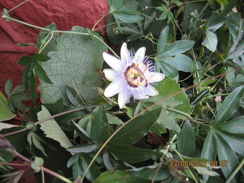 Picture 7058 - Passiflora caerulea