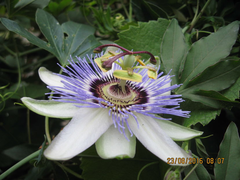 Picture 7060 - Passiflora caerulea