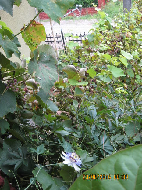 Picture 7061 - Passiflora caerulea