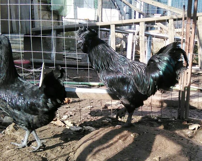 IMG-20161106-WA0016 - Ayam Cemani