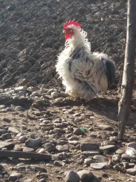 herminat deschis frezat