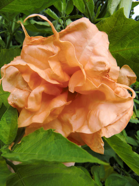 angels flight - BRUGMANSIA