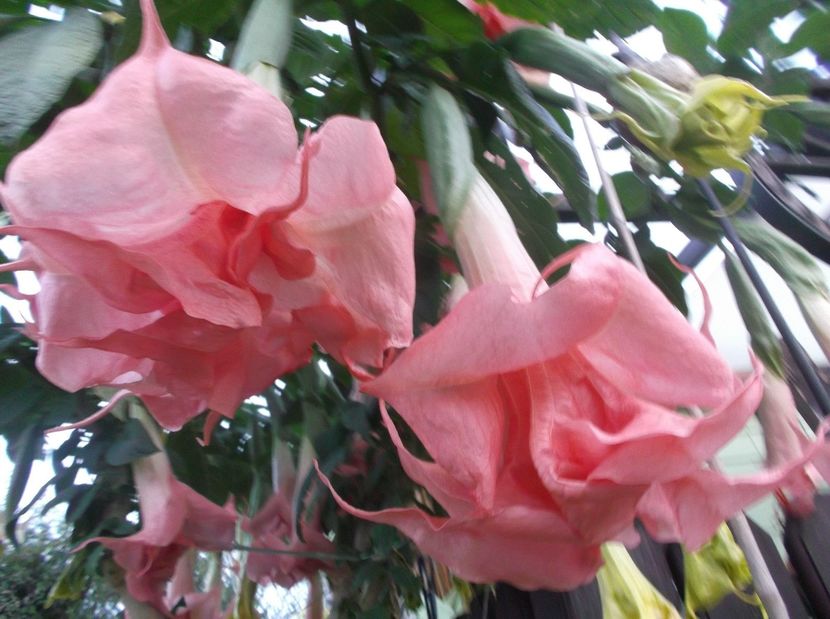 pink perfection - BRUGMANSIA