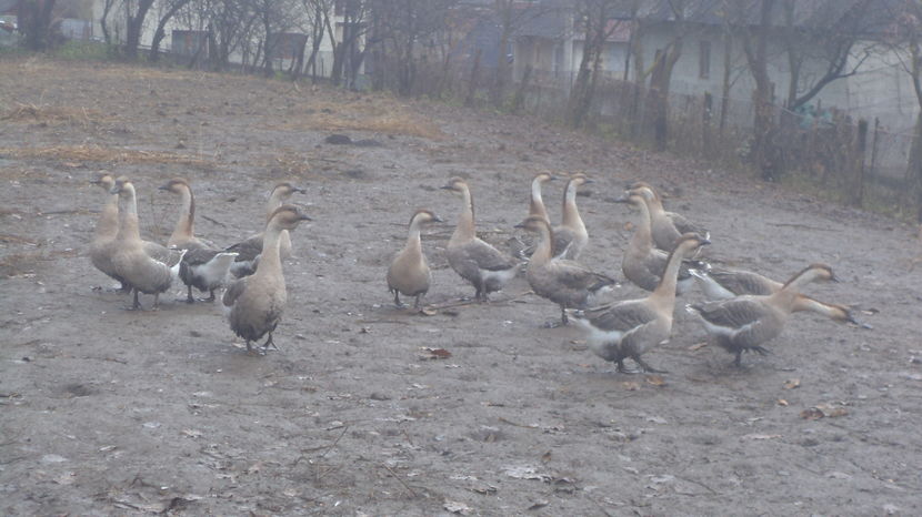 BOBOCII MERI IN TOAMNA 2016; UNI AU AJUNS RAU ,ALTI SUNT MATCA PENTRU 2017
