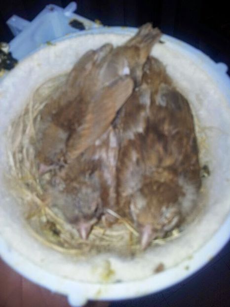 IMG-20140521-WA0003 - Amintiri