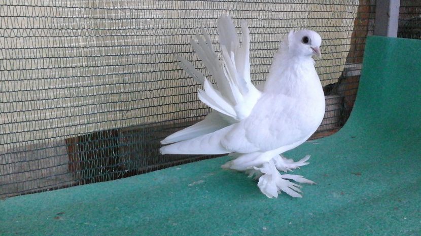 F 7434 din coada rosie - au fost VANDUTI