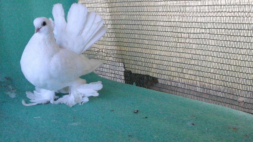 F 7434 din coada rosie - au fost VANDUTI